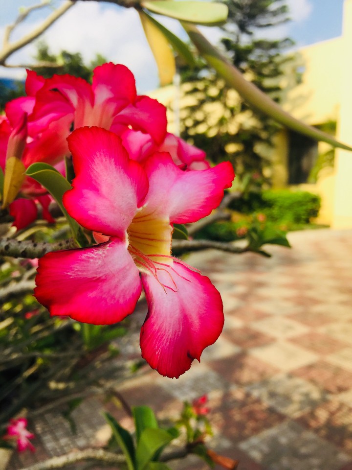 Bonsai flower