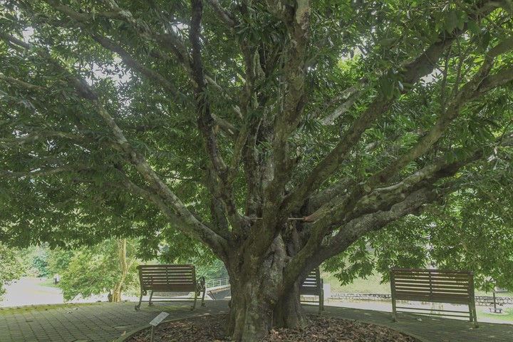 unter dem Baum