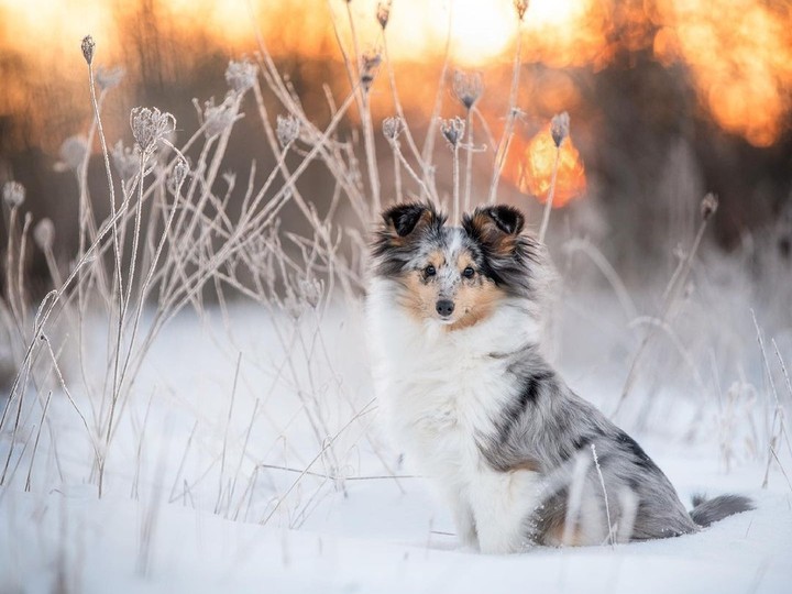 cute puppy...
