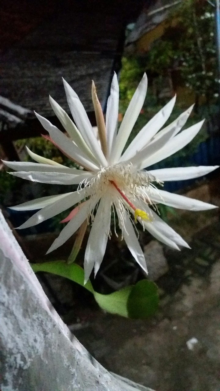 Wijaya kusuma