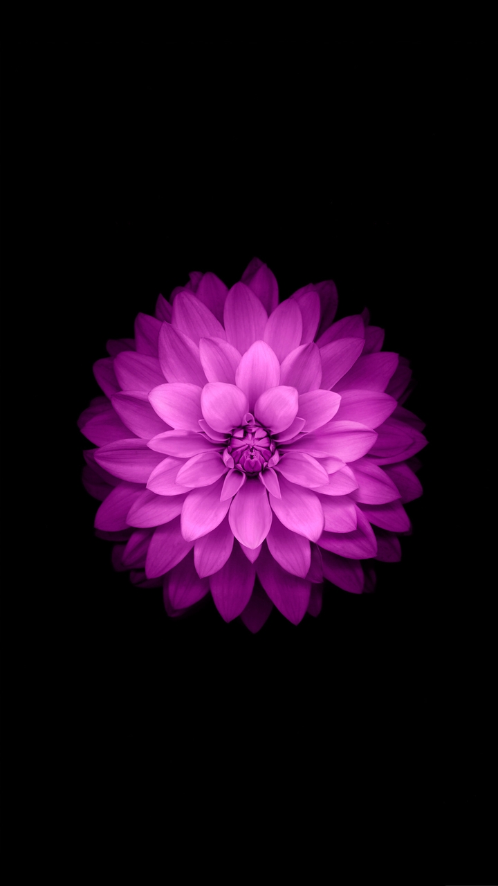 Purple Flower
