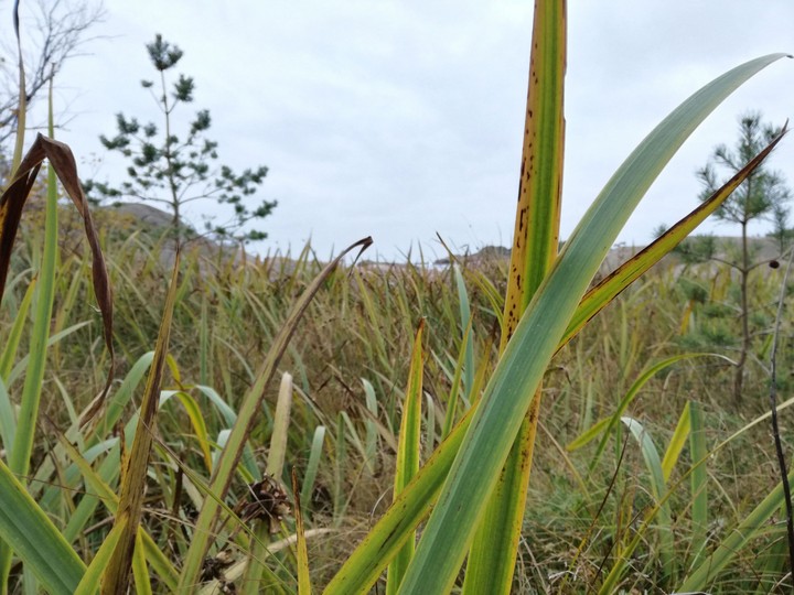 GreenGrass