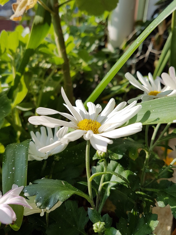 Natureza