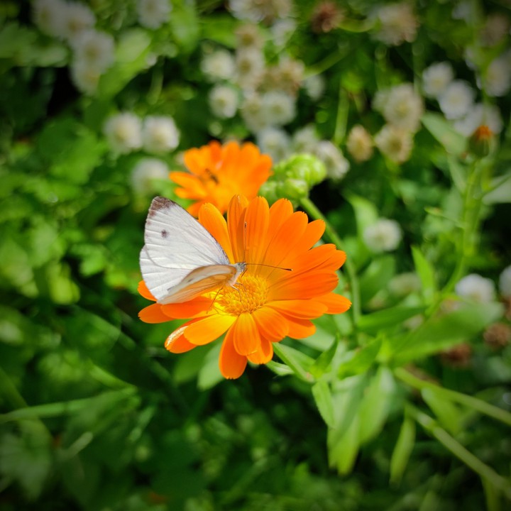 buterfly on a calendula flower
