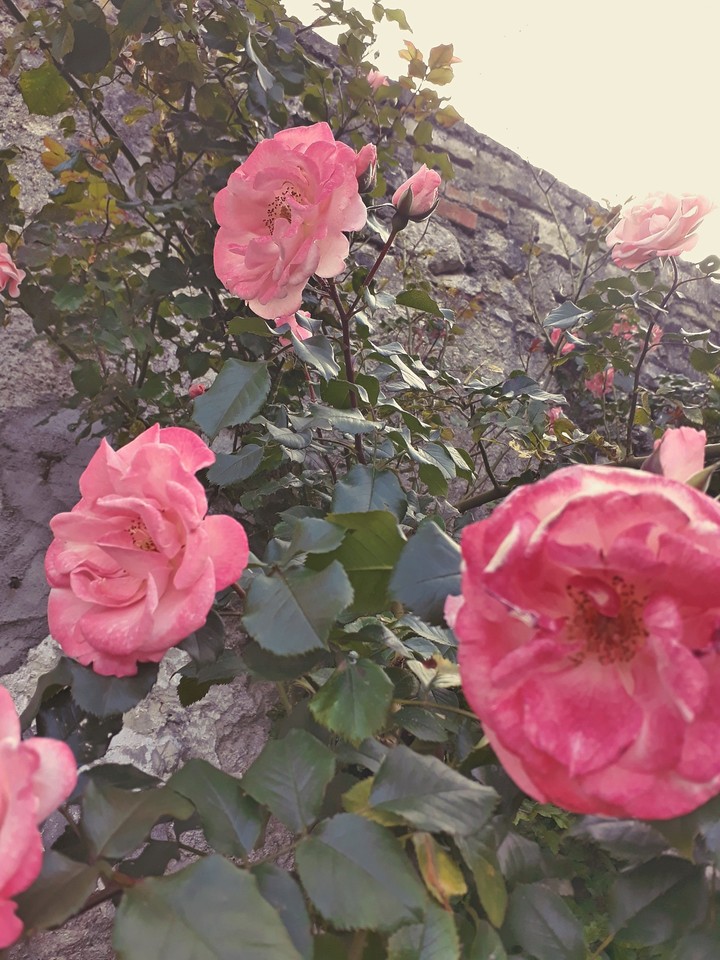 roses