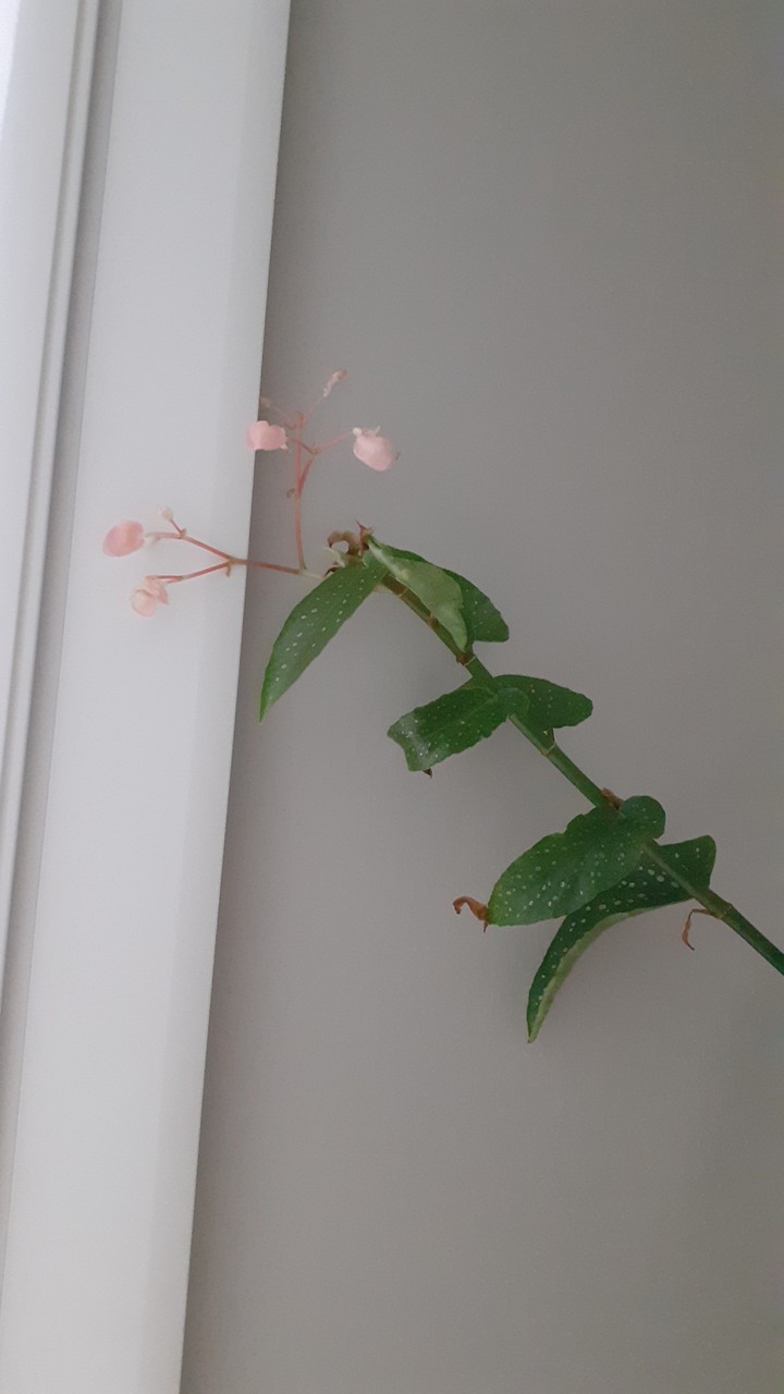 plante fleurie