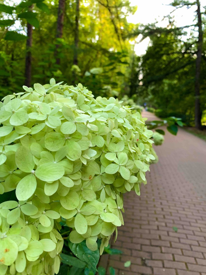 зелень
