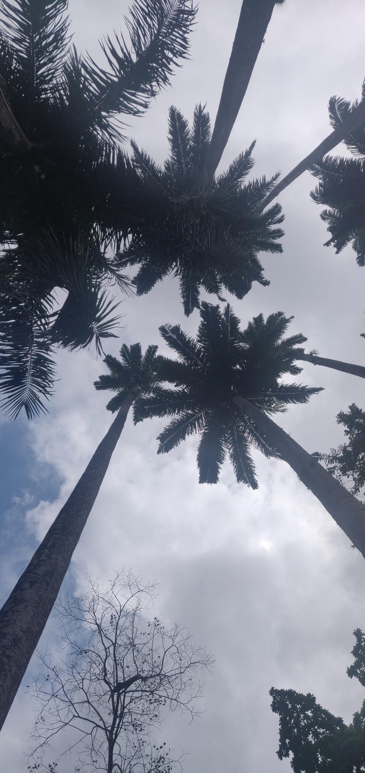 reach the skies