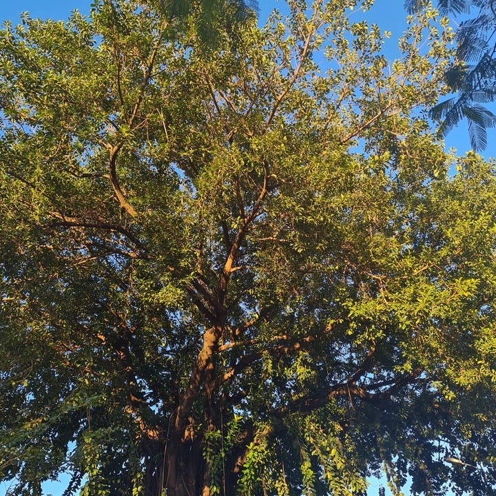 Árvore Grande Sorocaba