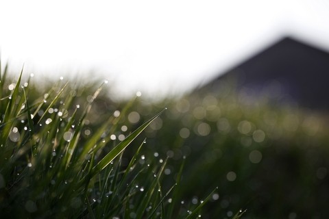 The Moist Grass