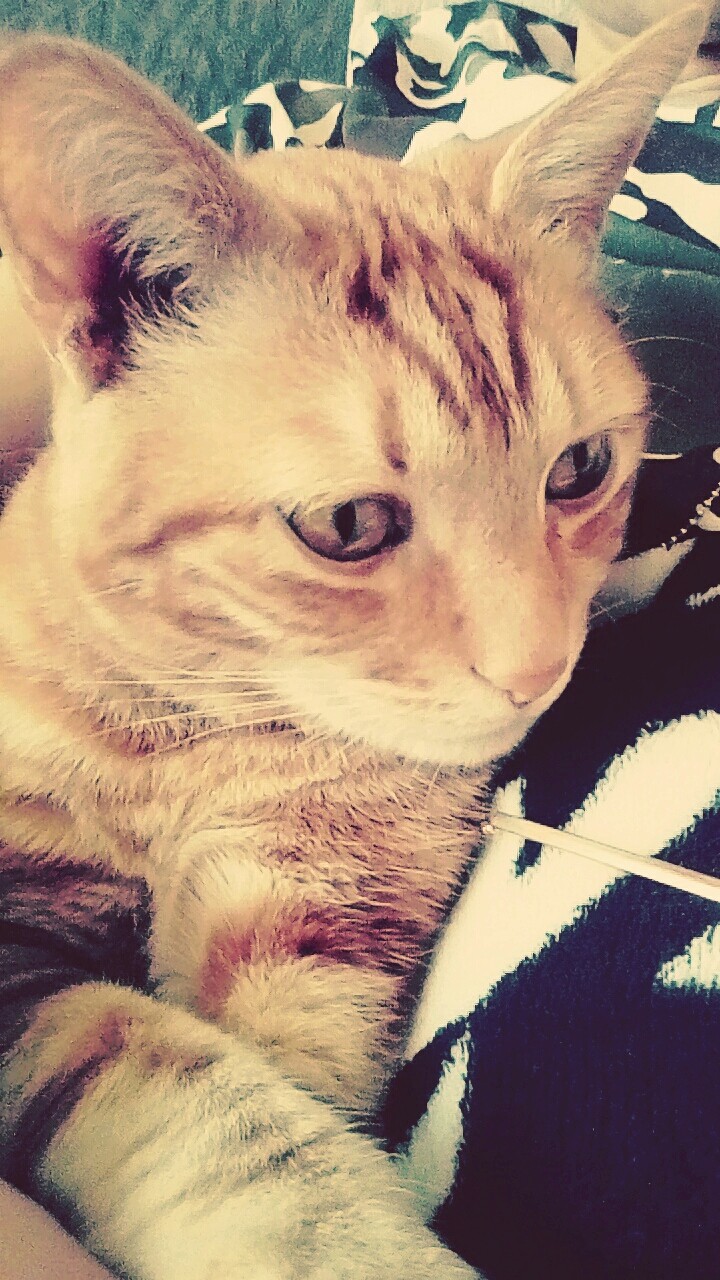 Mon meilleur ami