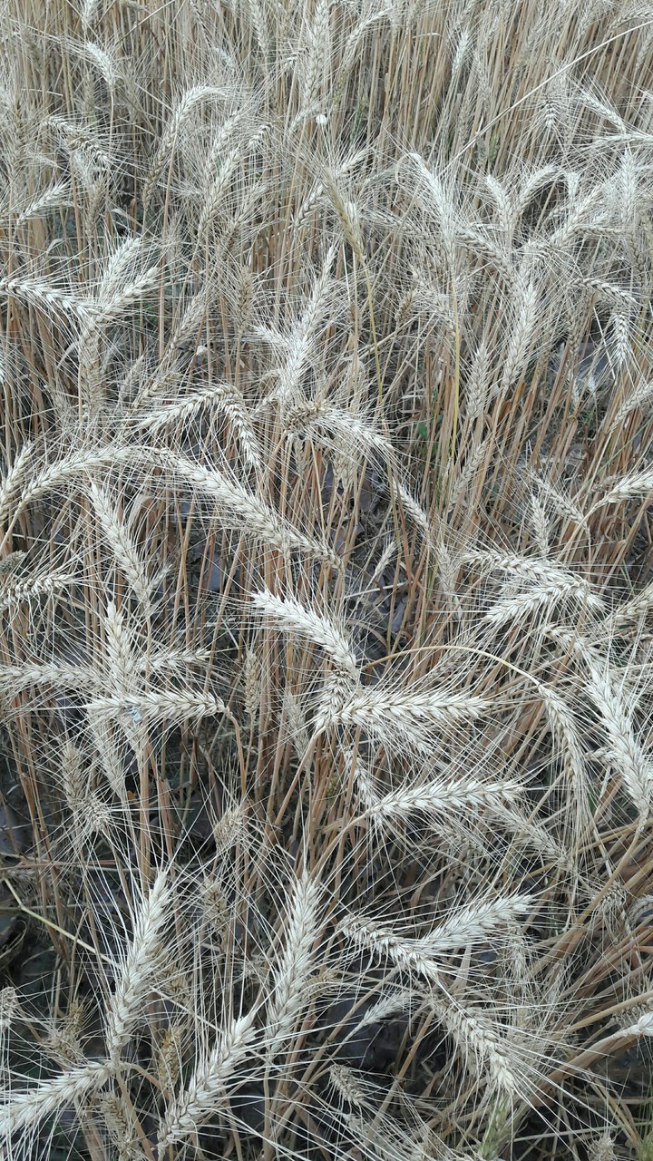 white wheat grass my own field