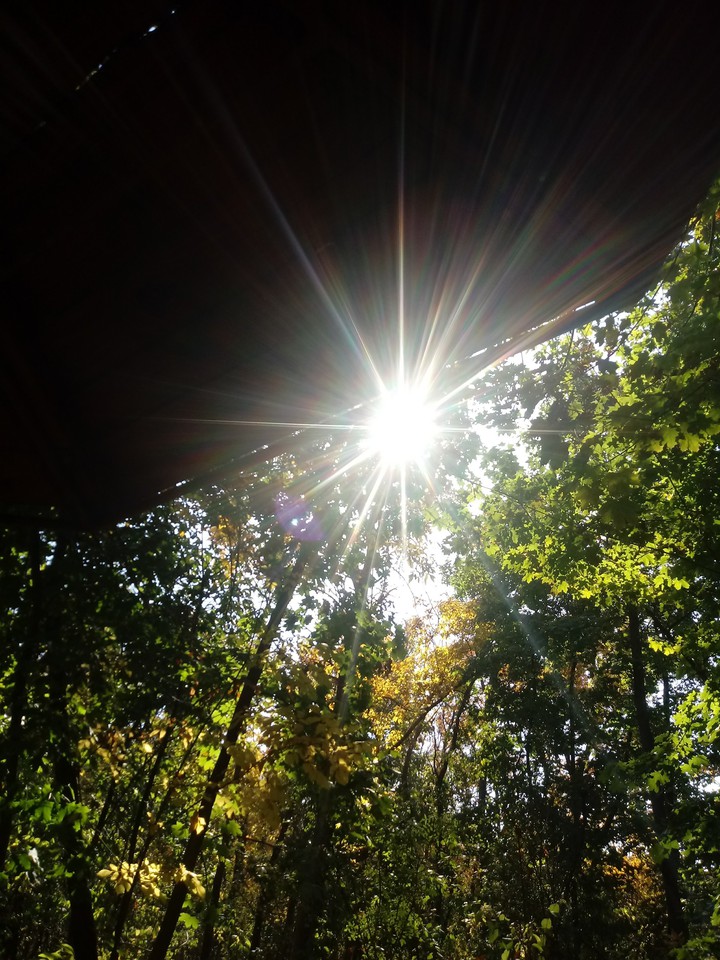 The forest