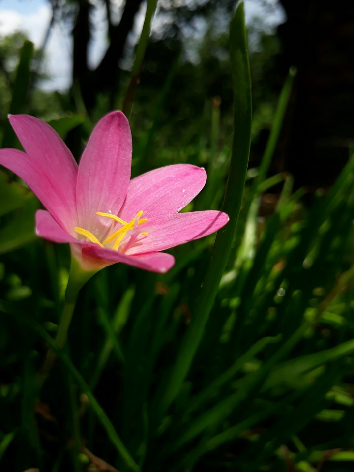 Lily in darkness