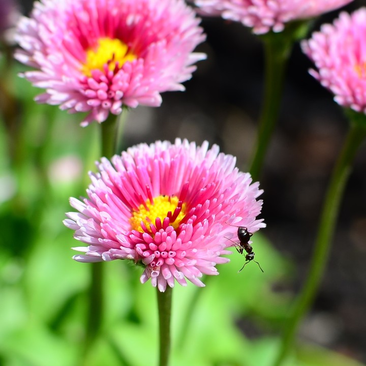 flower