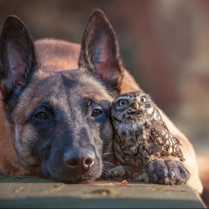 cute dogs