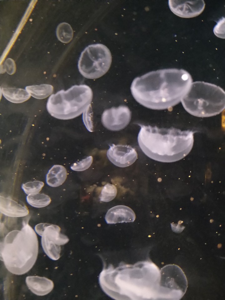 jellyfish