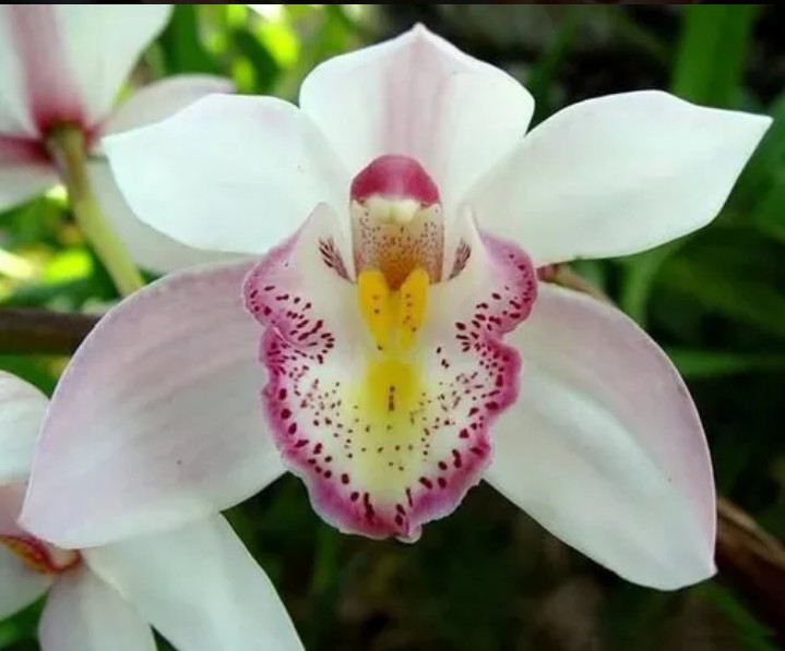 orquídea