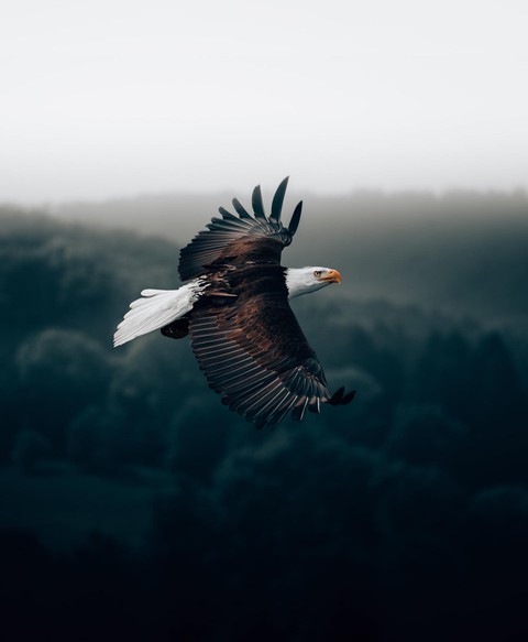 cloud, 鳥類桌布