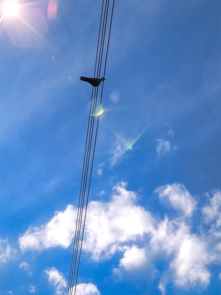 Dove of peace