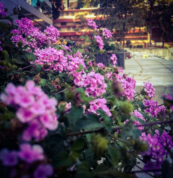 wild flowers