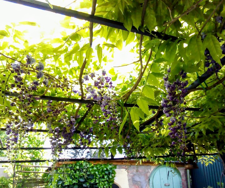 Blauregen
