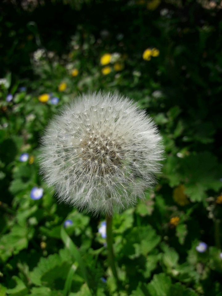spring