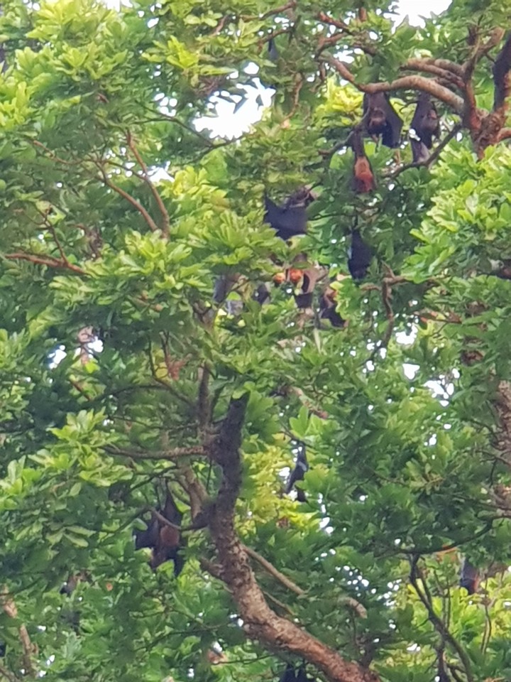 bat