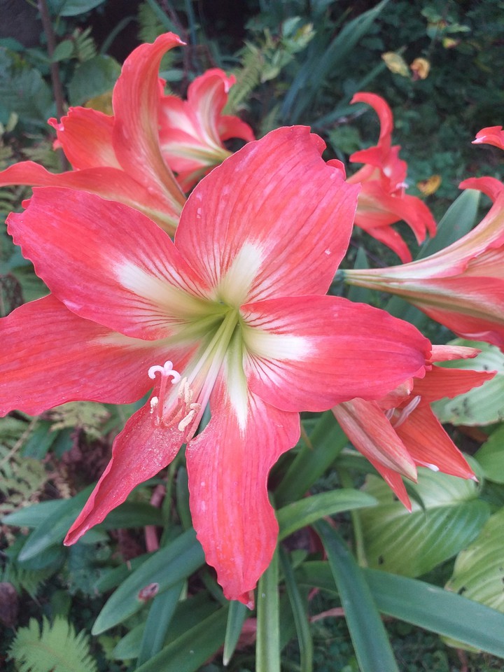 Liliom