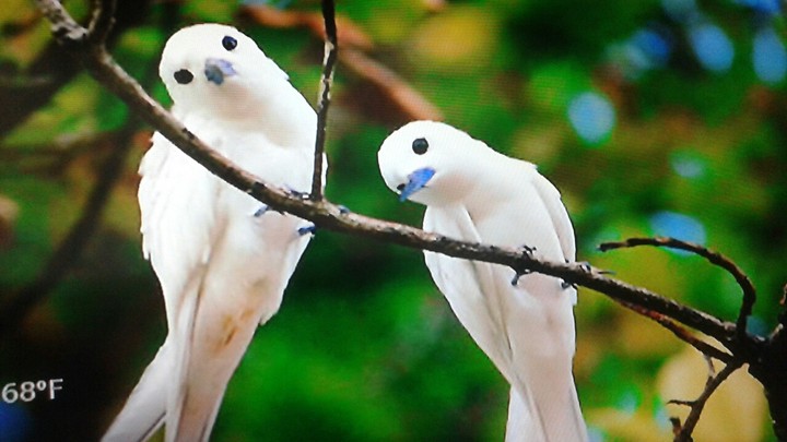 bird