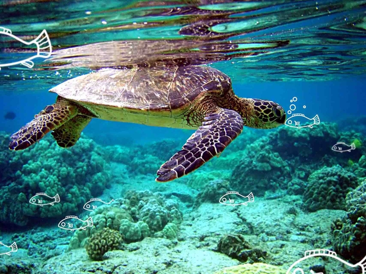 sea turtle