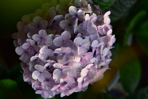 רקעים flower, purple
