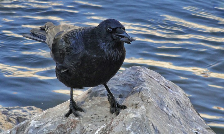 Siberian Raven