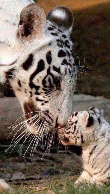 White tiger