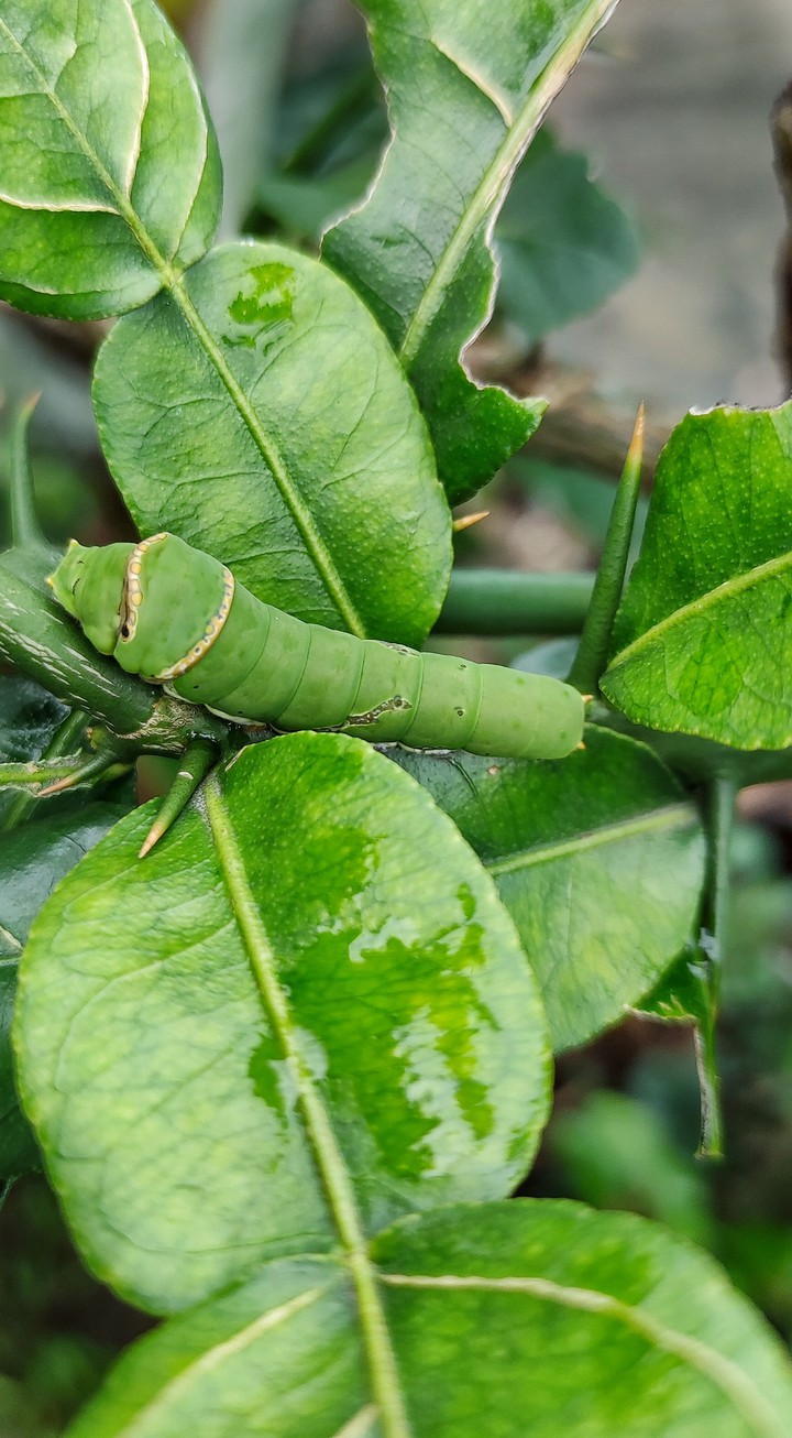 mr. caterpillar