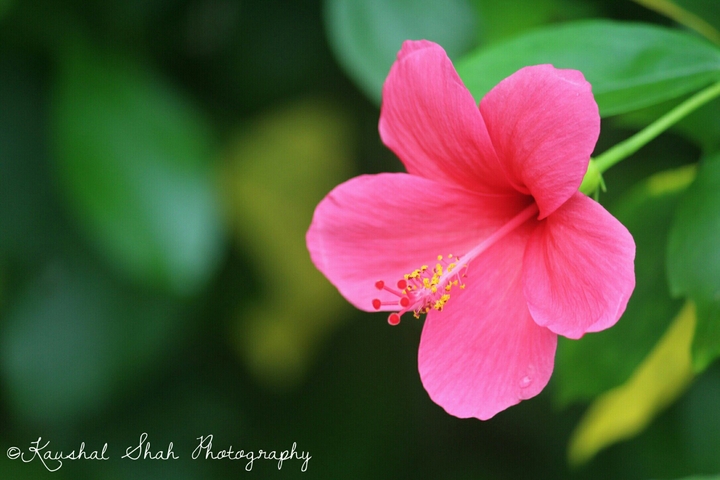 the flower