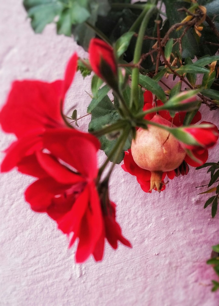 pomegranate and flower