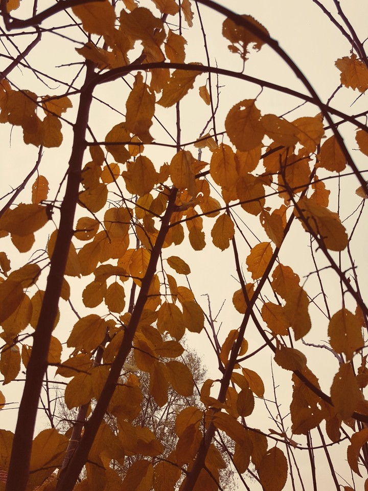 Yellow leaves, autumn
