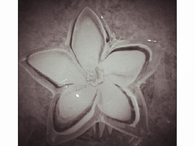Fóssil da flor