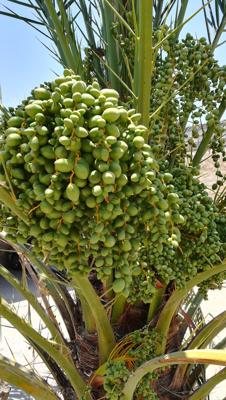 dashtestan.dalaki