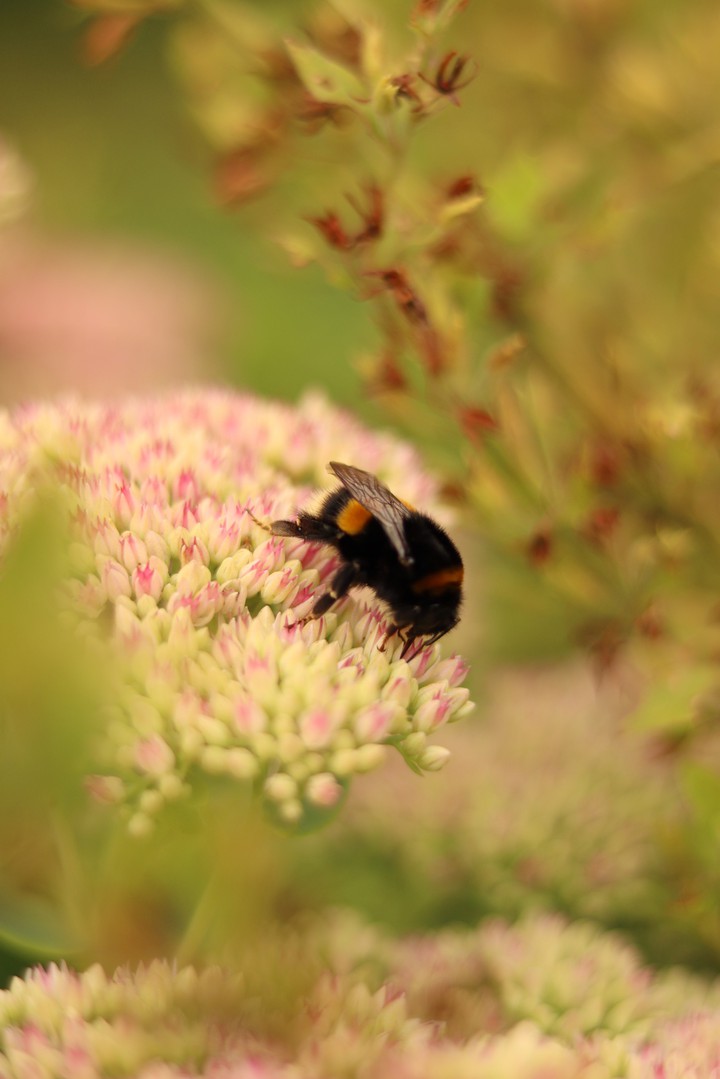 die hummel