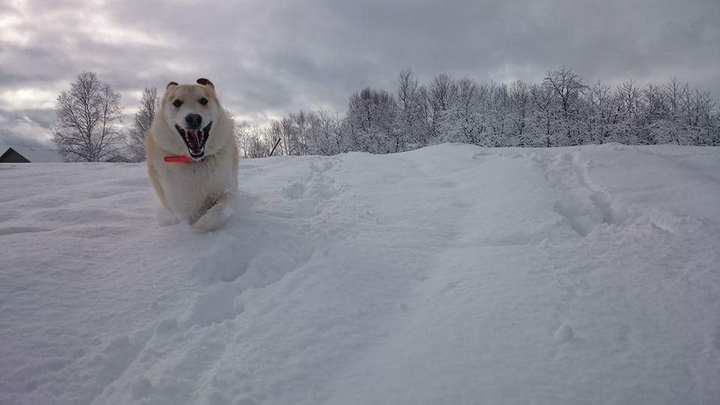 snow dog