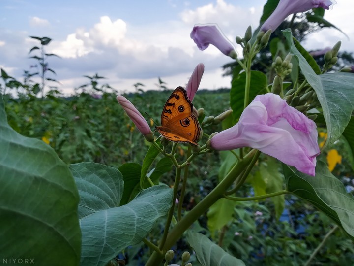 butterfly