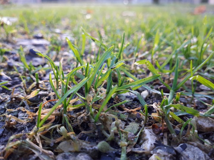 Grass Green nature