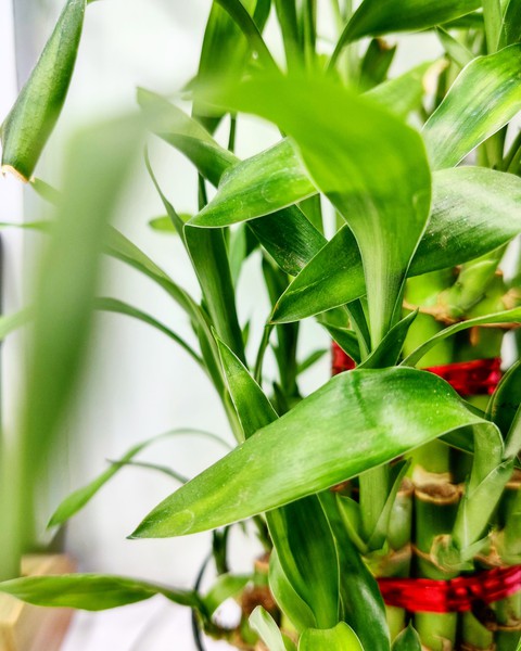 тапети leaves, leaf