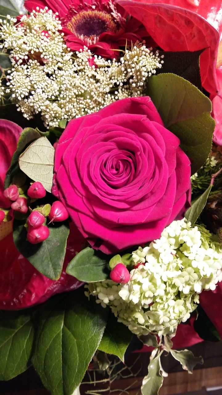 rose blumen