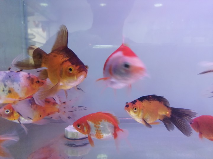 aquarium