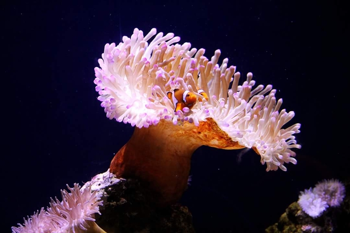 Nemo ♡!