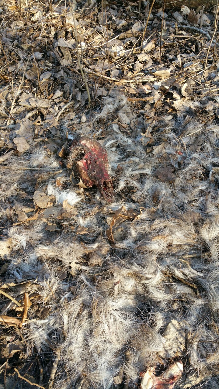 coyotes kill deer