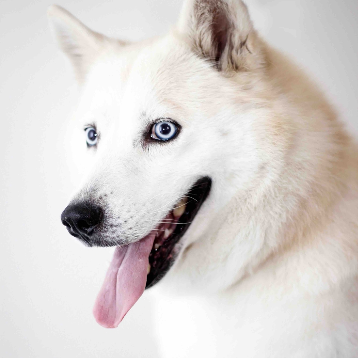 husky